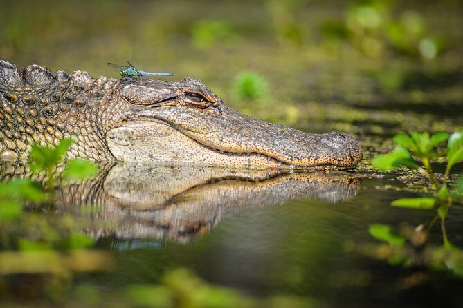 Small-Group Manchac Swamp Kayak Tour with Local Guide - Getting There: St. Roch Market to Wild Louisiana Launch