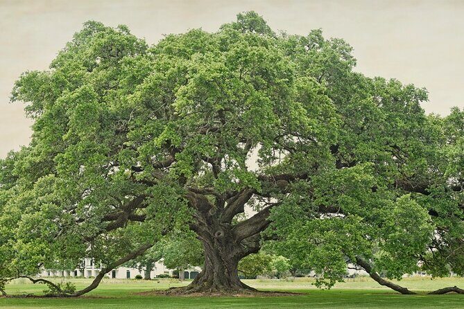 St. Joseph Plantation Tour - How to Pair This with Other River Road Stops