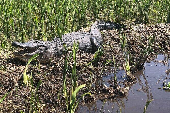 Ultimate Swamp Tour Experience with Transportation from New Orleans - Key points to know before you go