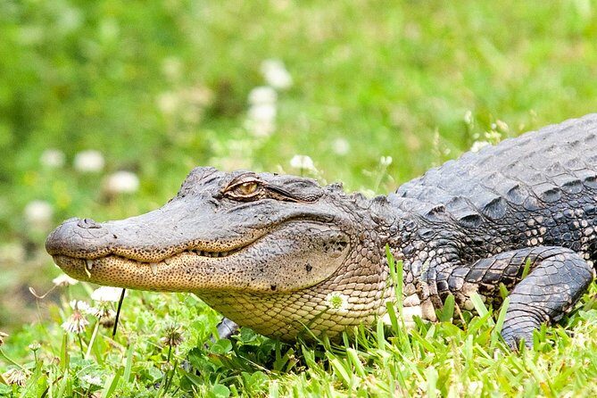 Ultimate Swamp Tour Experience with Transportation from New Orleans - Jean Lafitte and Cajun culture: why the captain’s stories matter