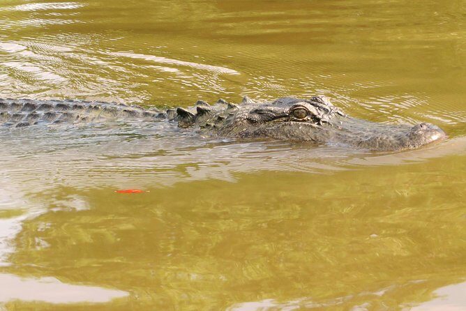 Ultimate Swamp Tour Experience with Transportation from New Orleans - Who this swamp tour fits best (and who might feel underwhelmed)